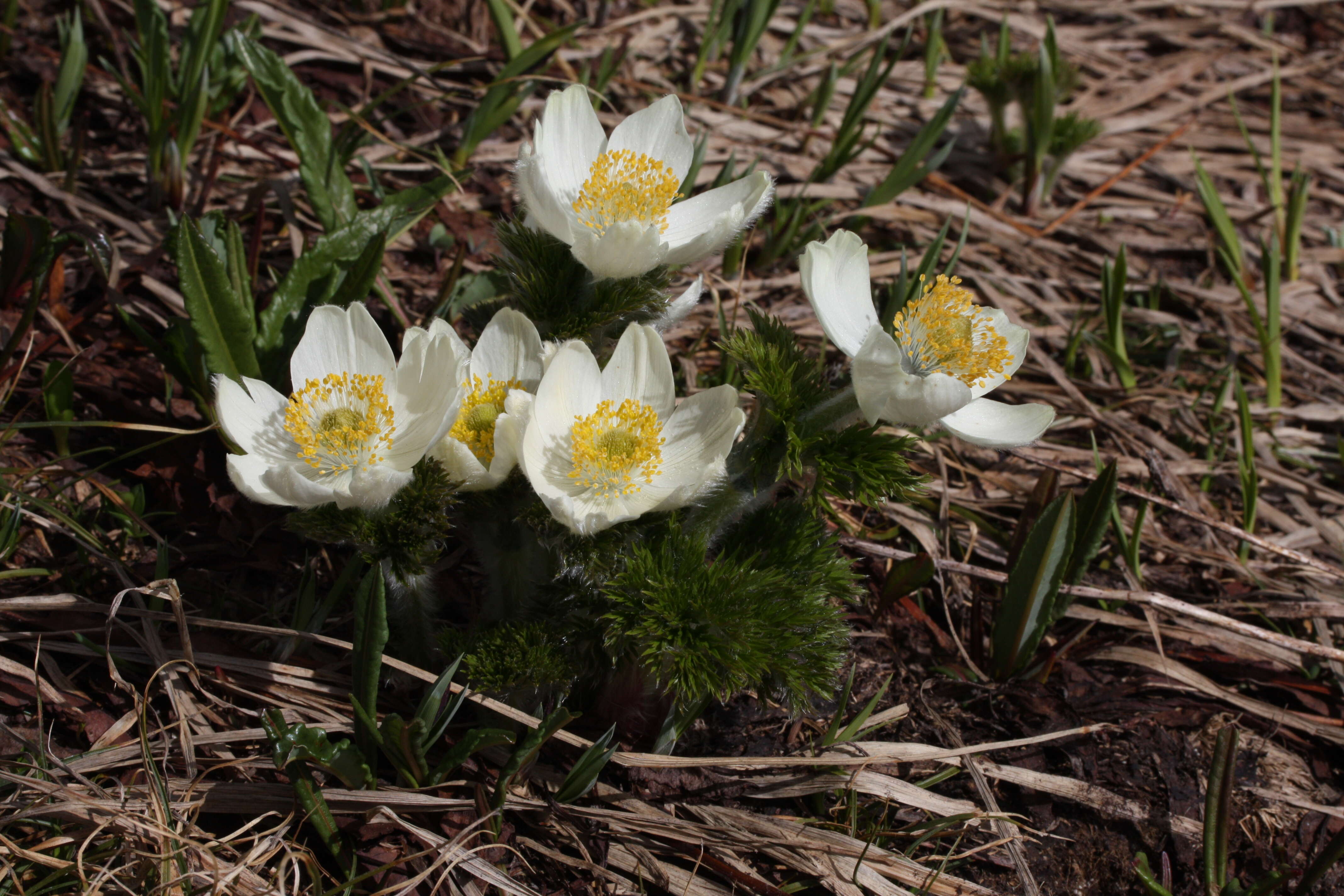 Imagem de Pulsatilla occidentalis (S. Wats.) Freyn