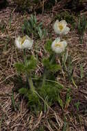 Imagem de Pulsatilla occidentalis (S. Wats.) Freyn