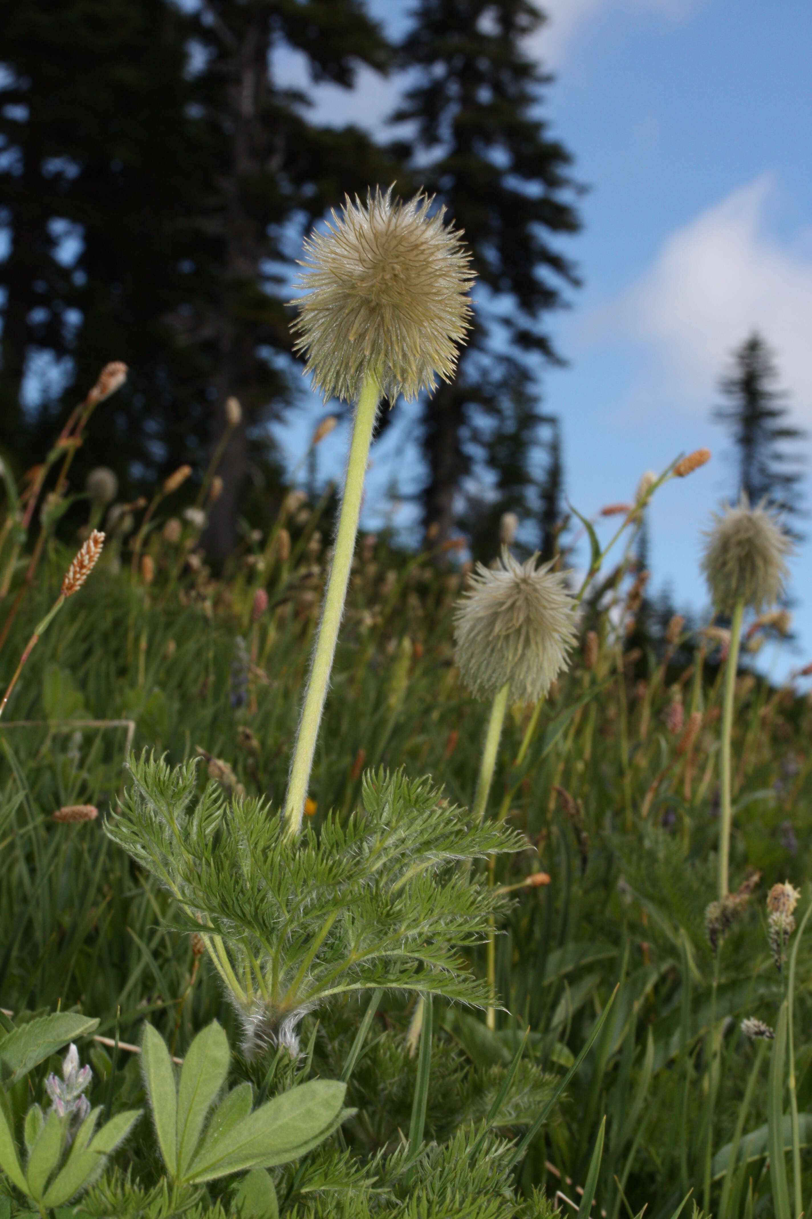 Imagem de Pulsatilla occidentalis (S. Wats.) Freyn