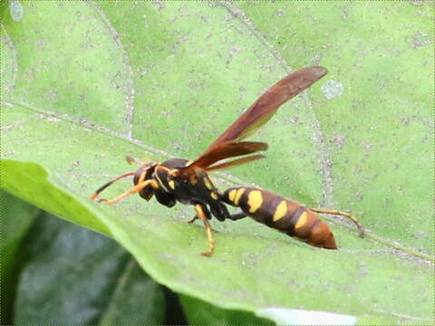 Image of Polistes weyrauchorum Willink 1964