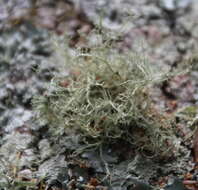 Image of Peruvian cartilage lichen