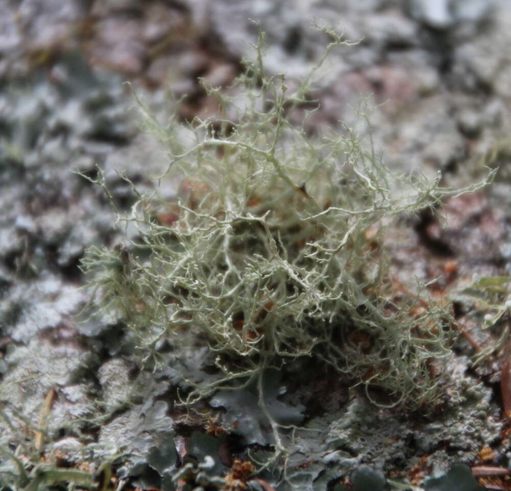 Image of Peruvian cartilage lichen