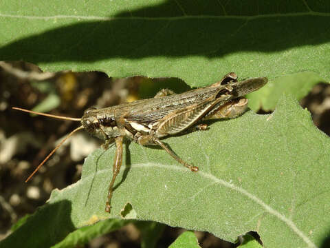 Melanoplus lakinus (Scudder & S. H. 1878)的圖片