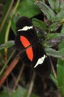 Image of <i>Heliconius <i>clysonymus</i></i> clysonymus