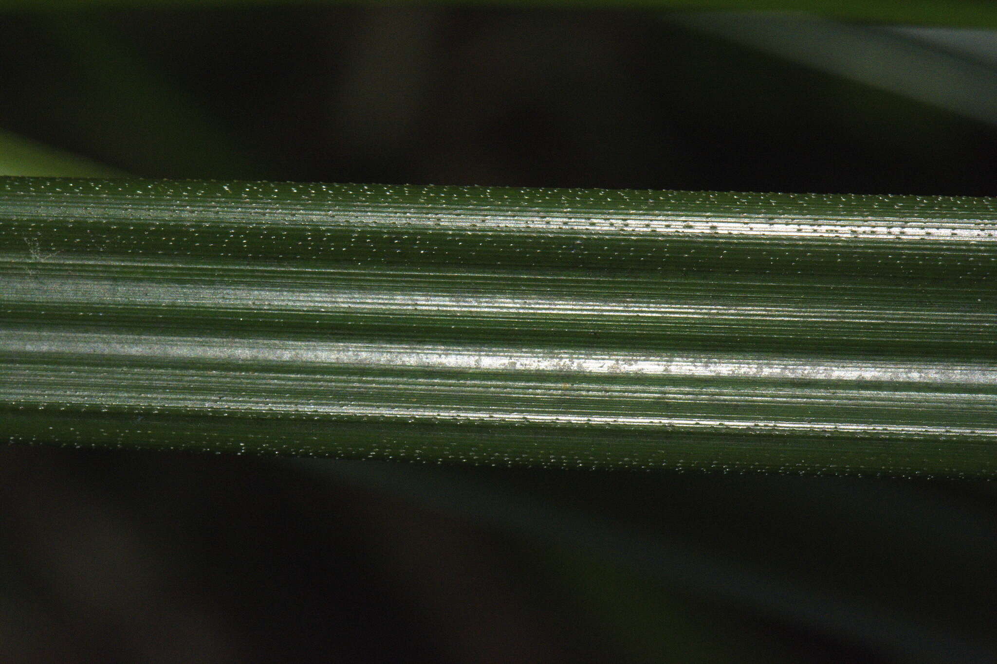 Image of Gahnia xanthocarpa (Hook. fil.) Hook. fil.