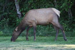 Image of North American elk