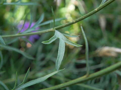 Centaurea ambigua Guss. resmi