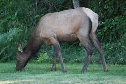 Image of North American elk