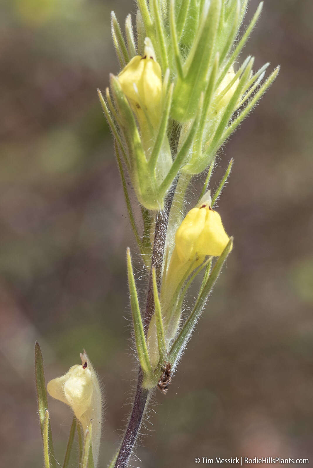 Image of cutleaf Indian paintbrush