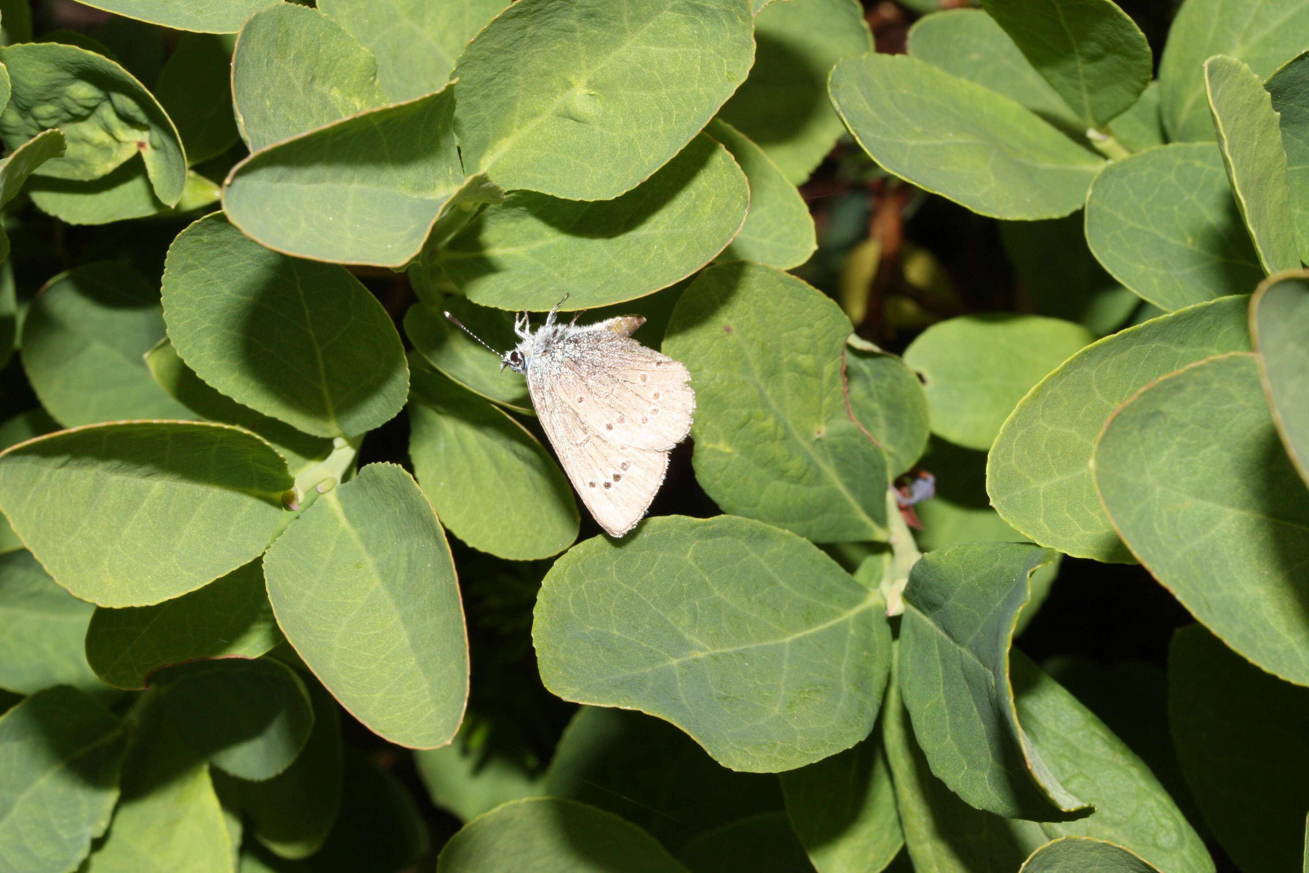 Image of Silvery Blue