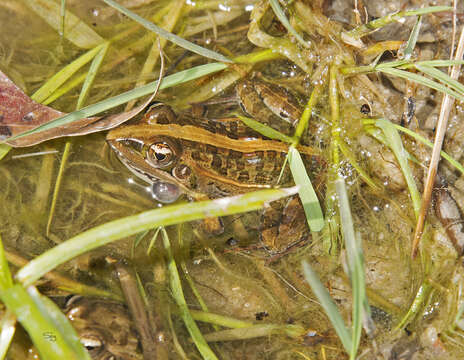 Image of Mascarene Grass Frog