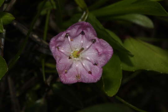 Image of alpine laurel