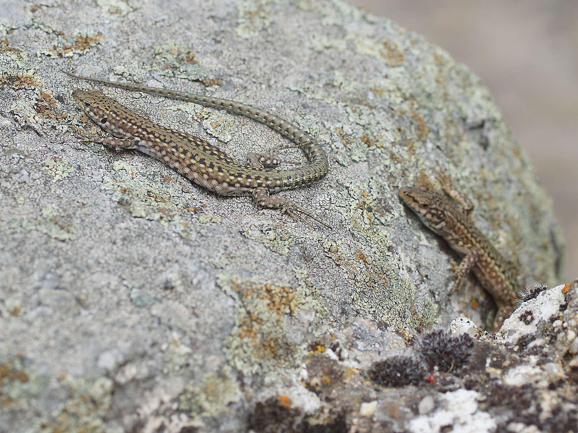 Image of Podarcis guadarramae guadarramae (Boscá 1916)