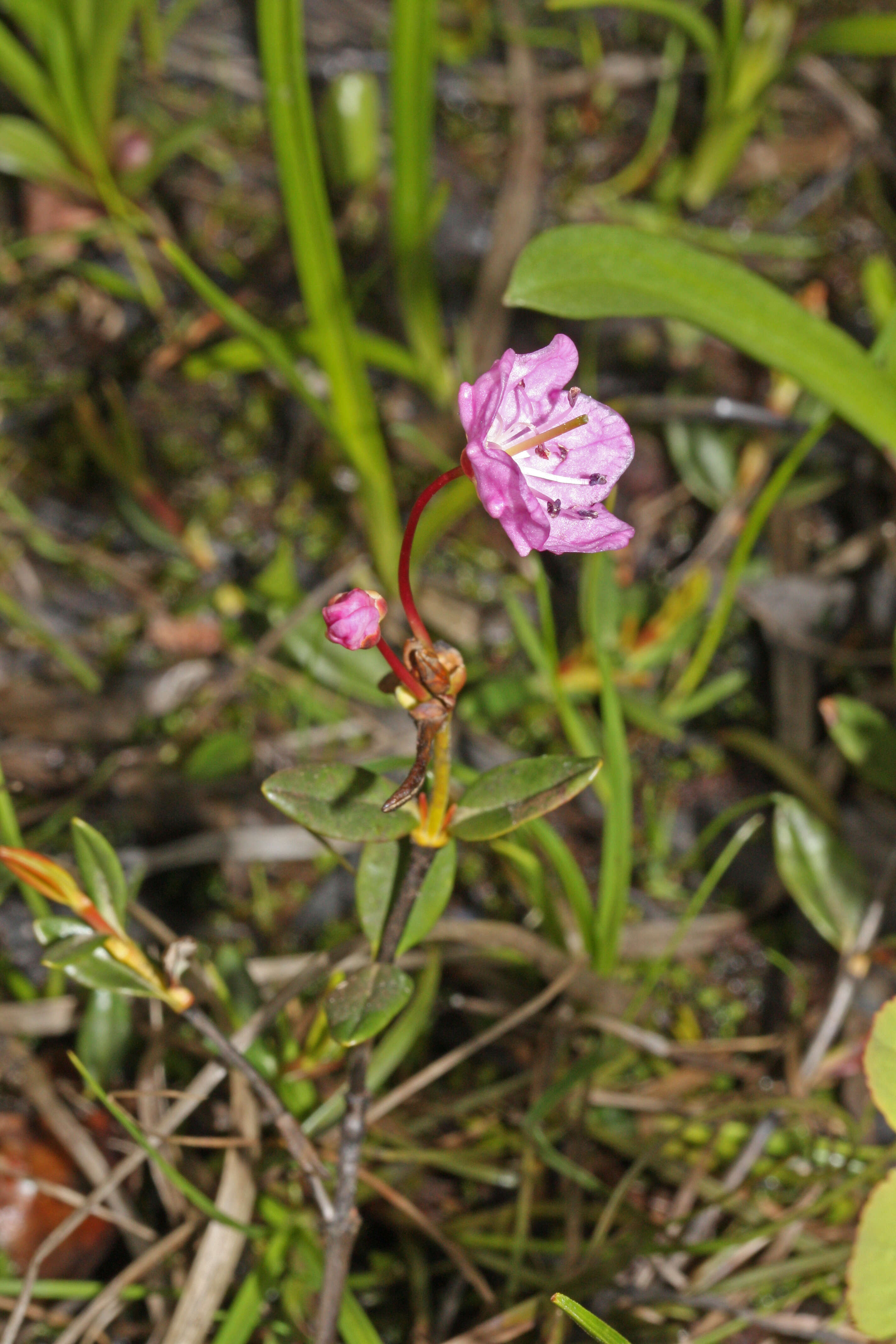 Image of alpine laurel