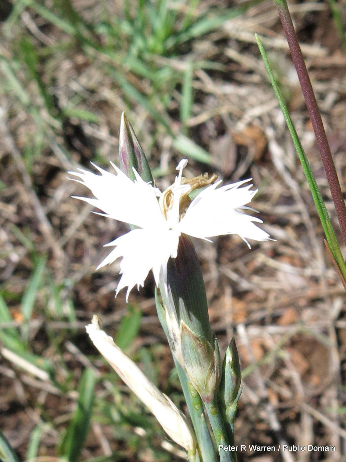 صورة Dianthus mooiensis F. N. Williams