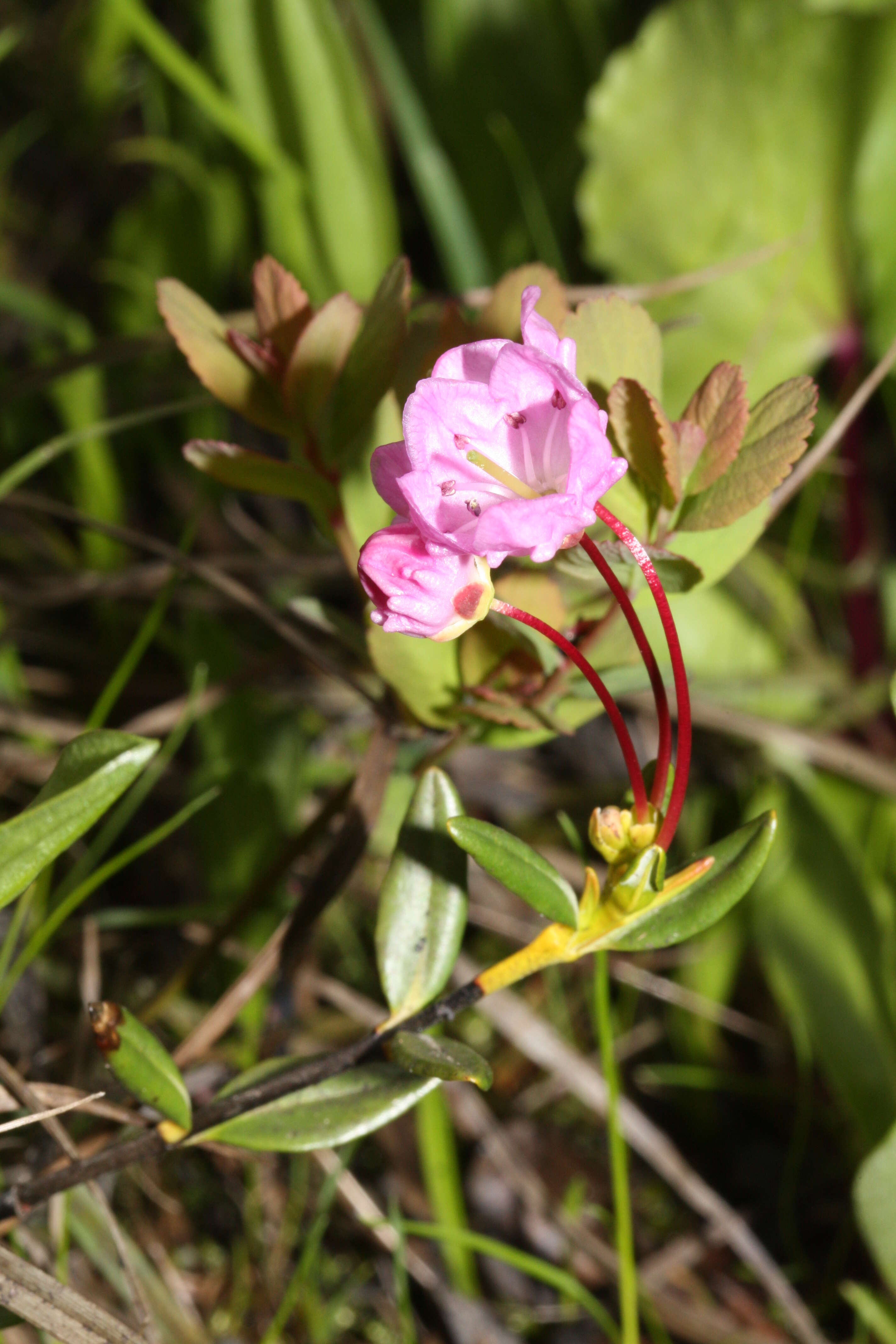 Image of alpine laurel