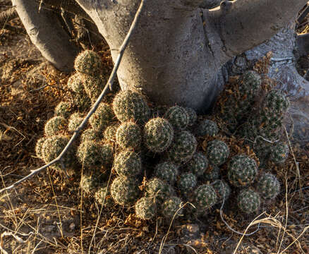 Image of Mammillaria grahamii subsp. sheldonii (Britton & Rose) D. R. Hunt