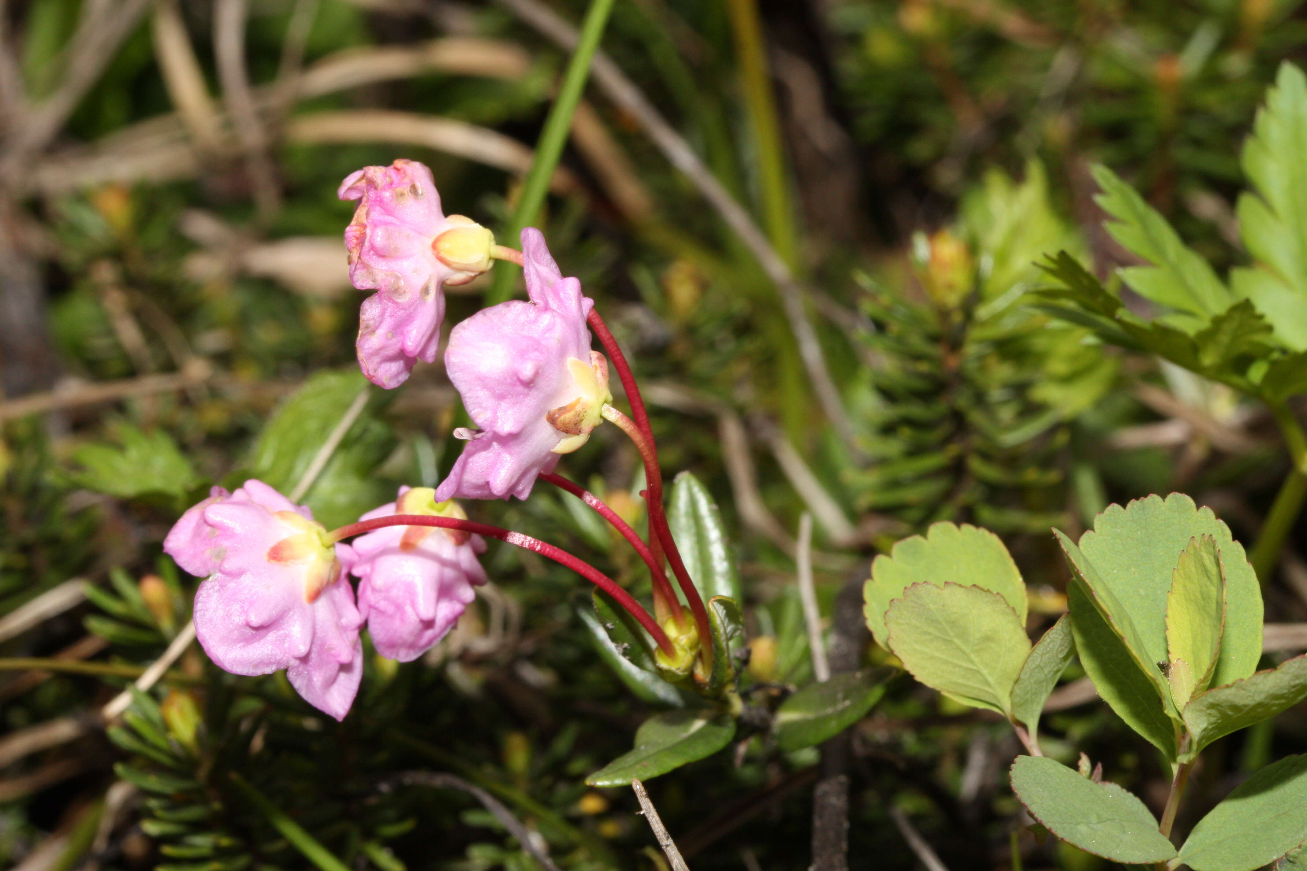 Image of alpine laurel