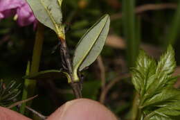 Image of alpine laurel