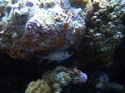 Image of Australian Squirrel-fish