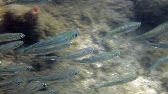 Image of Common hardyhead