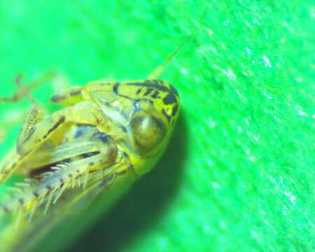 Image of Aster Leafhopper