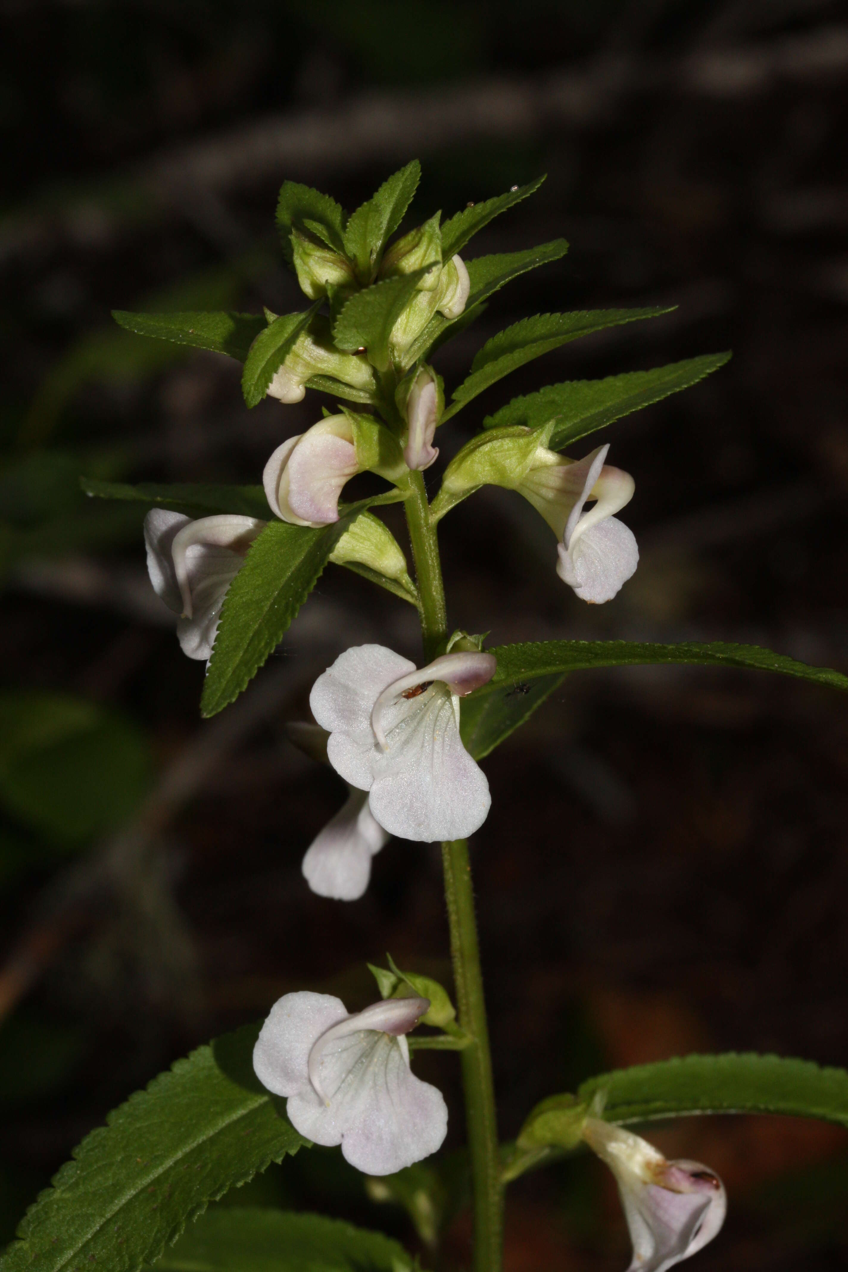 Imagem de Pedicularis racemosa Dougl. ex Hook.