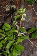 Image of sickletop lousewort