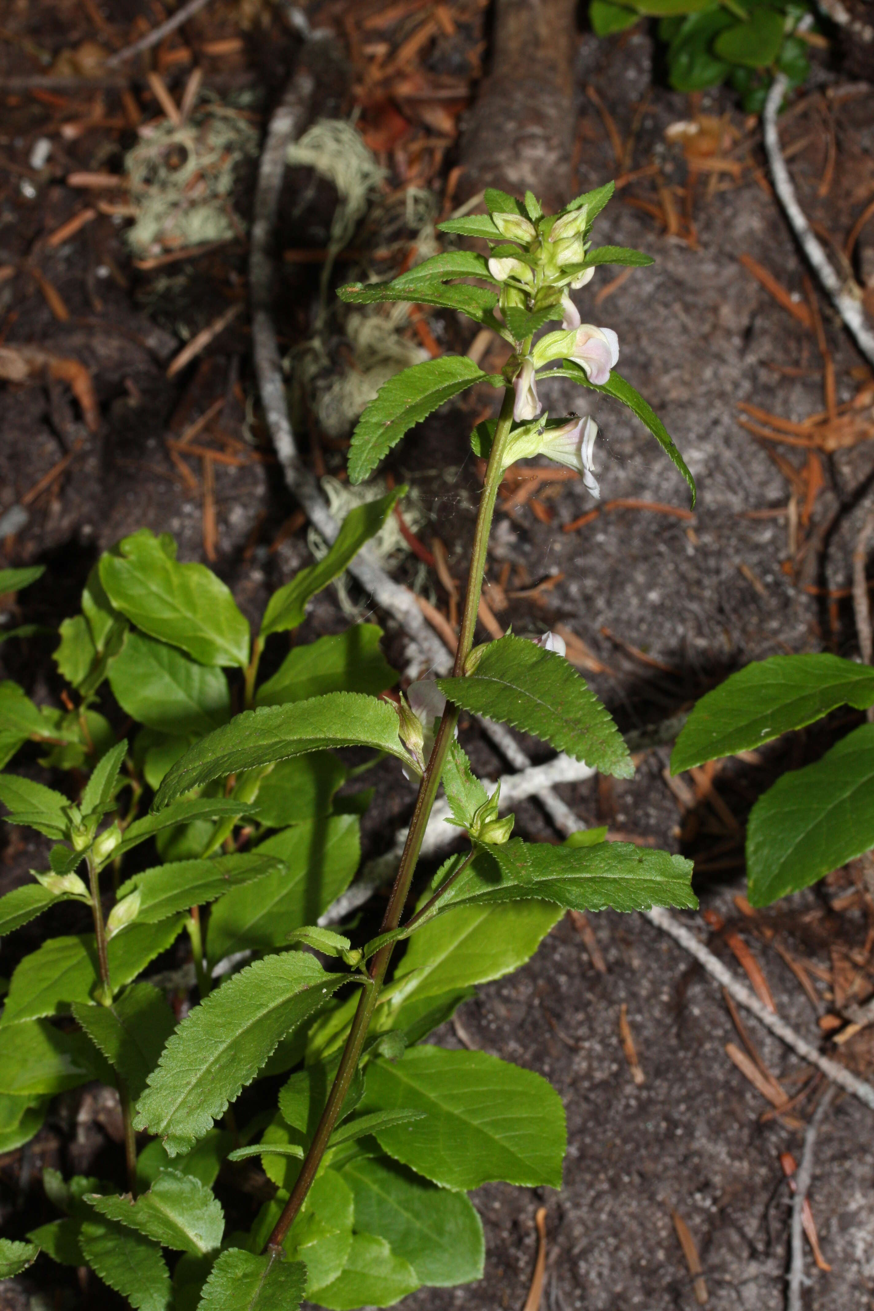 Image of sickletop lousewort