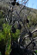 Image of Leucadendron osbornei Y. P Rourke