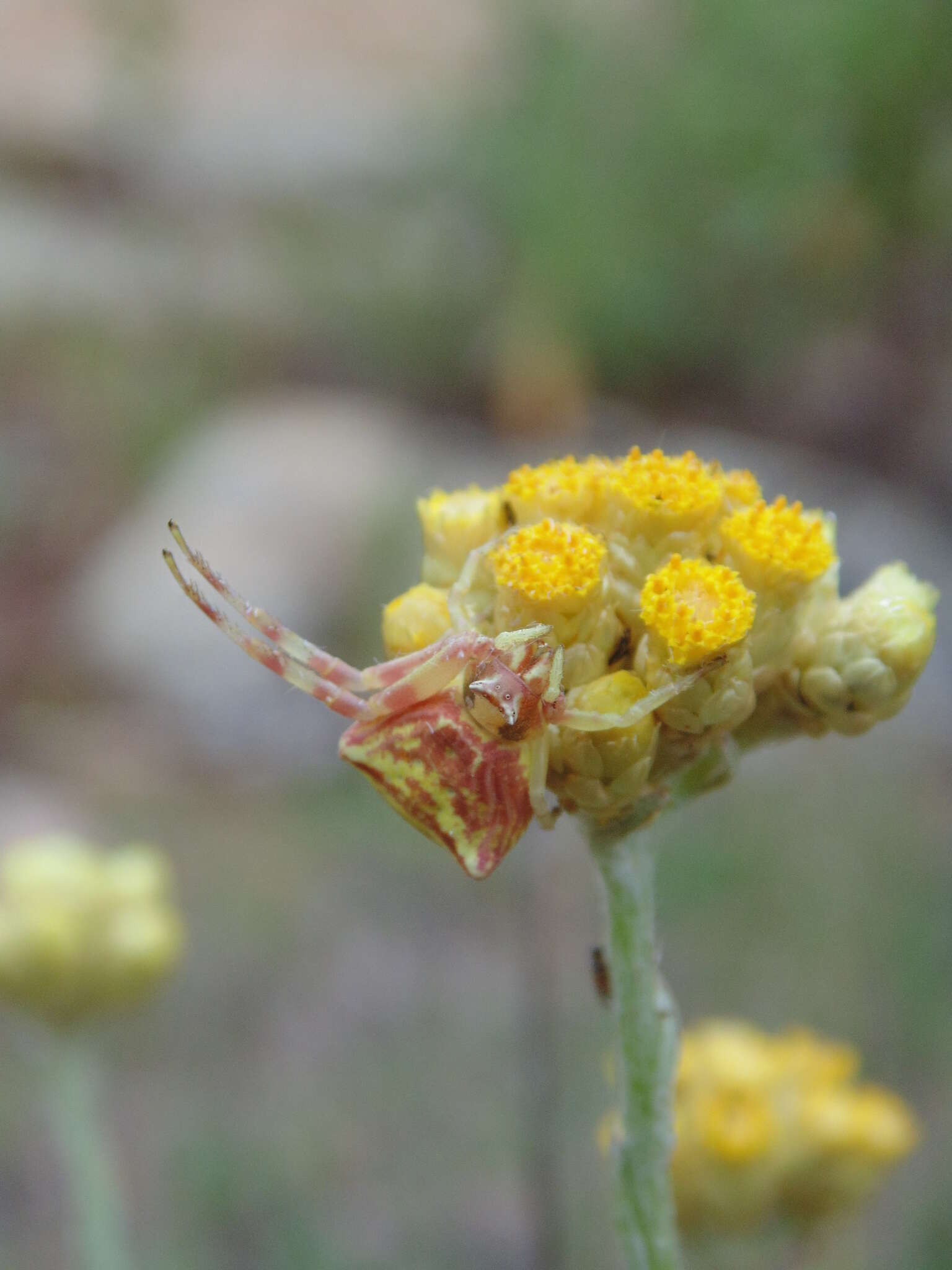 Image of yellow amaranth