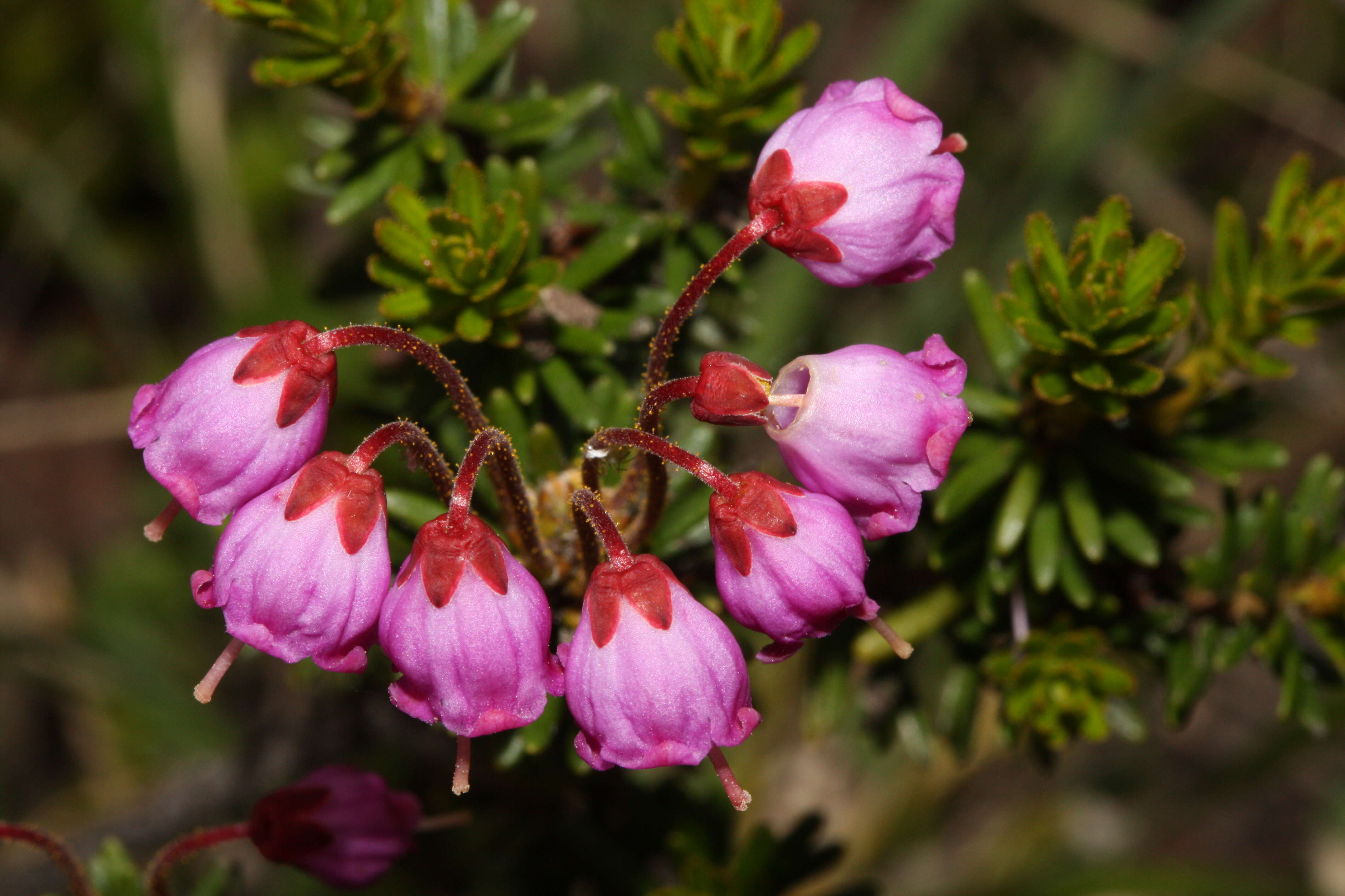 Image of pink mountainheath