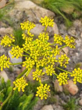 Image of Nanobubon strictum (Spreng.) Magee