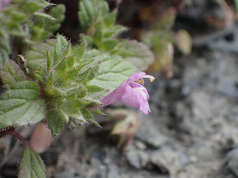 Image of Galeopsis pyrenaica Bartl.