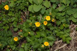 Image of high mountain cinquefoil