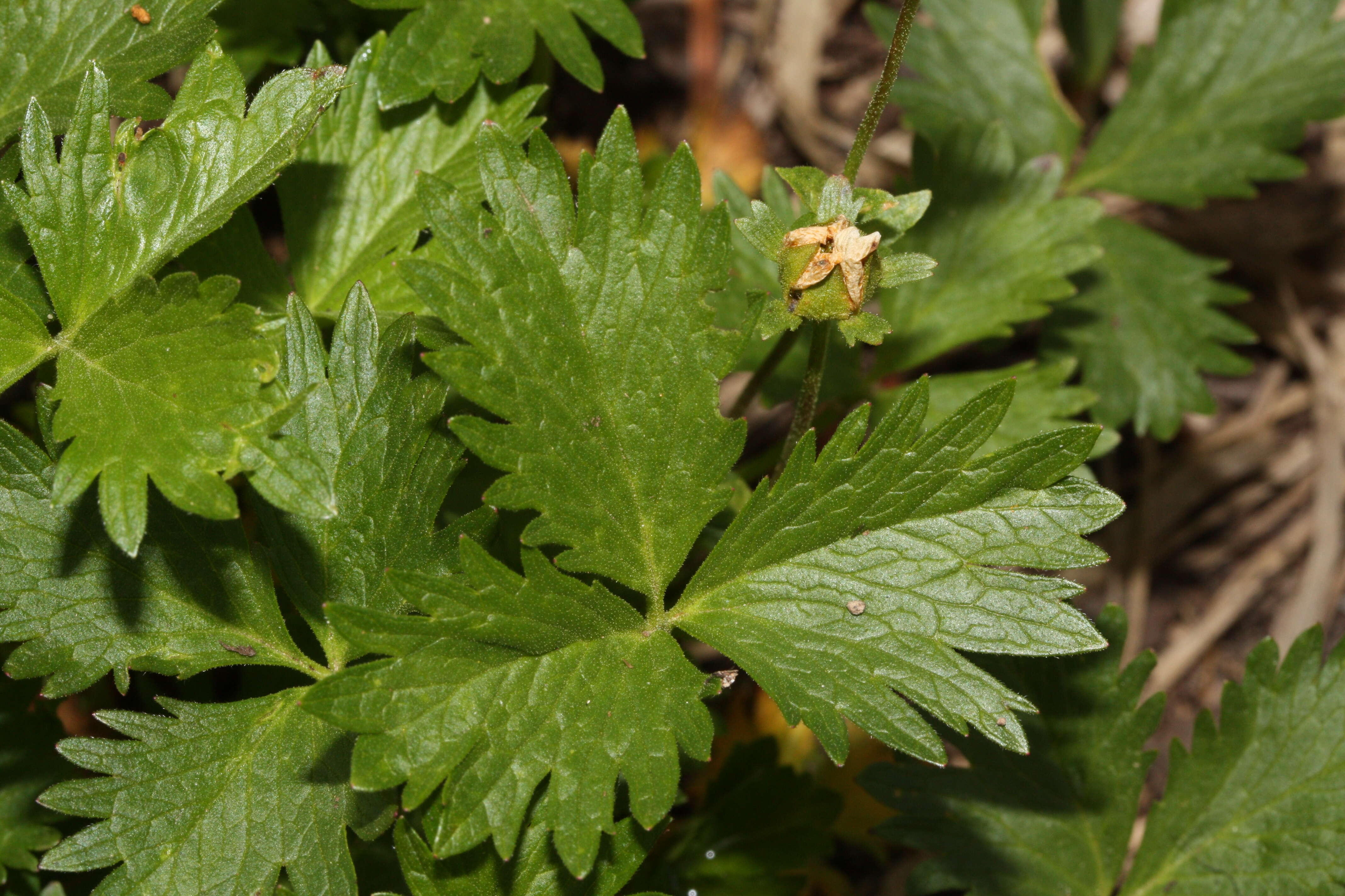 Image of high mountain cinquefoil