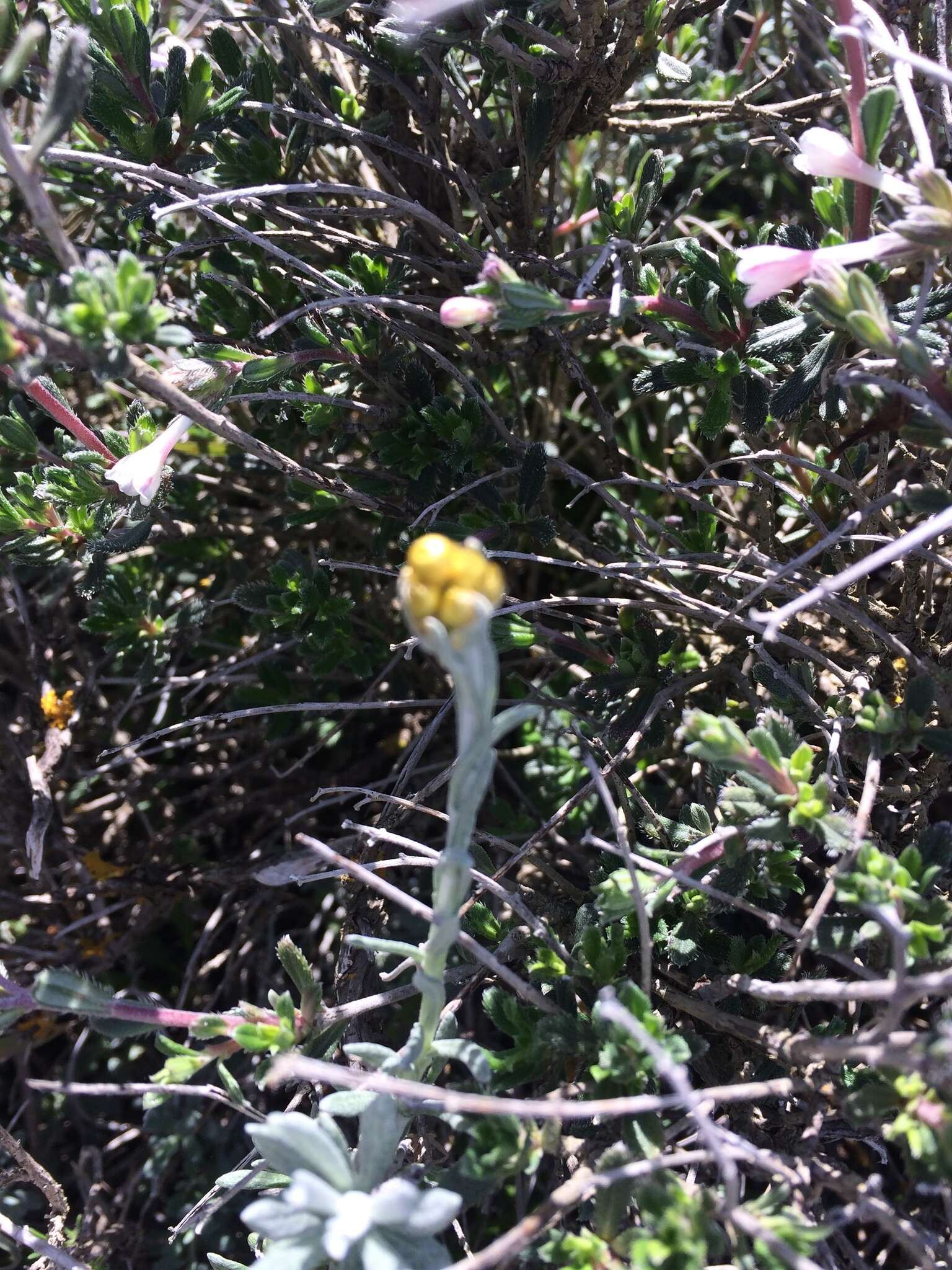 Image of yellow amaranth