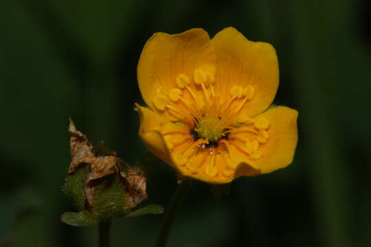 Image of high mountain cinquefoil