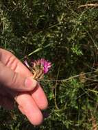 Image of Dianthus membranaceus Borbás