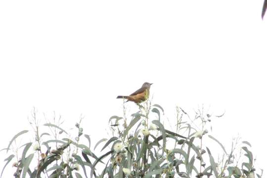 Image of Streak-throated Bush Tyrant