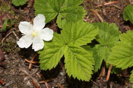 Image of roughfruit berry