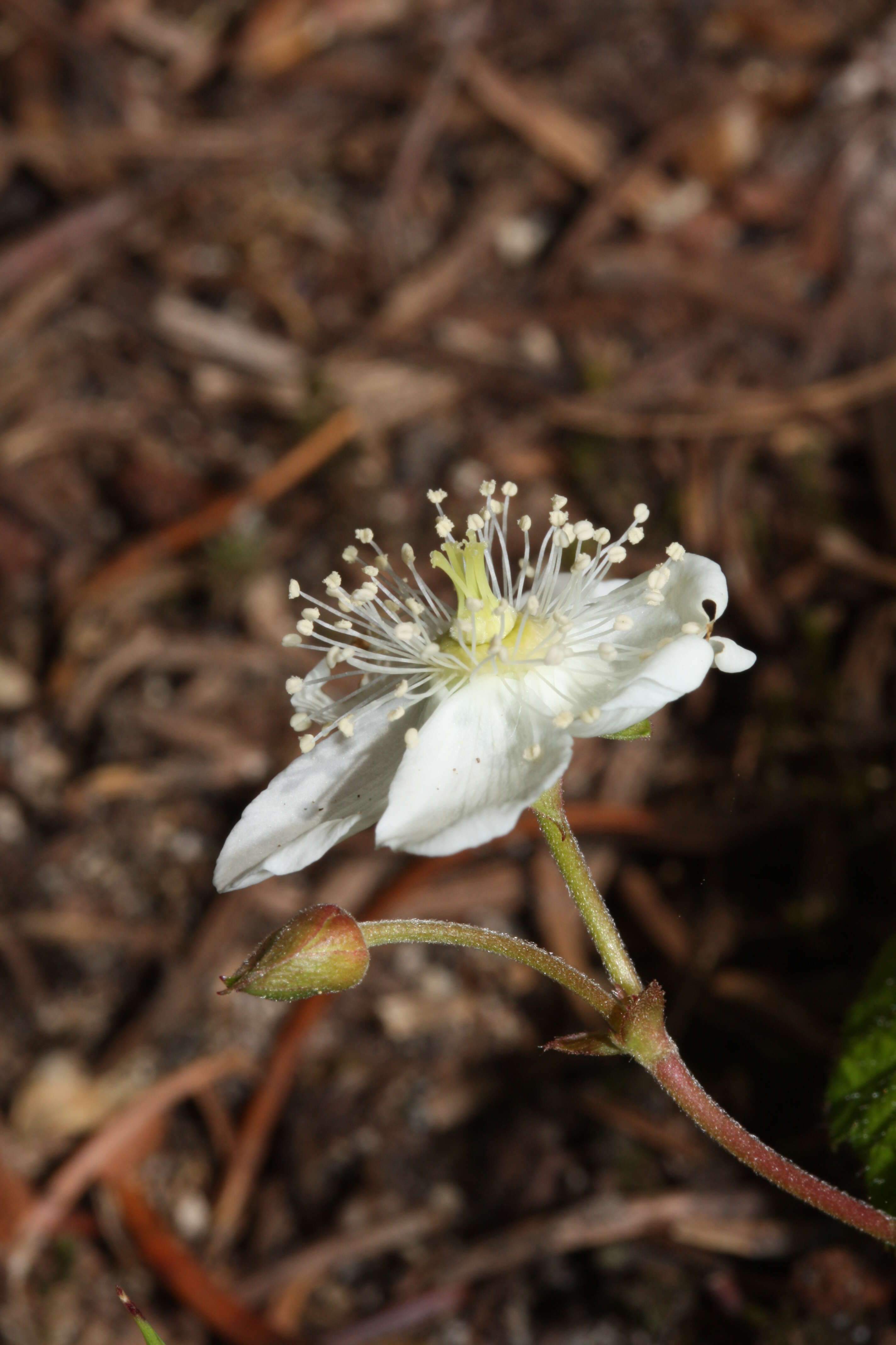 Image of roughfruit berry