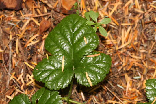 Plancia ëd Rubus nivalis Dougl. ex Hook.