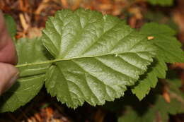 Image of snow raspberry