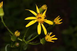 Imagem de Senecio triangularis Hook.