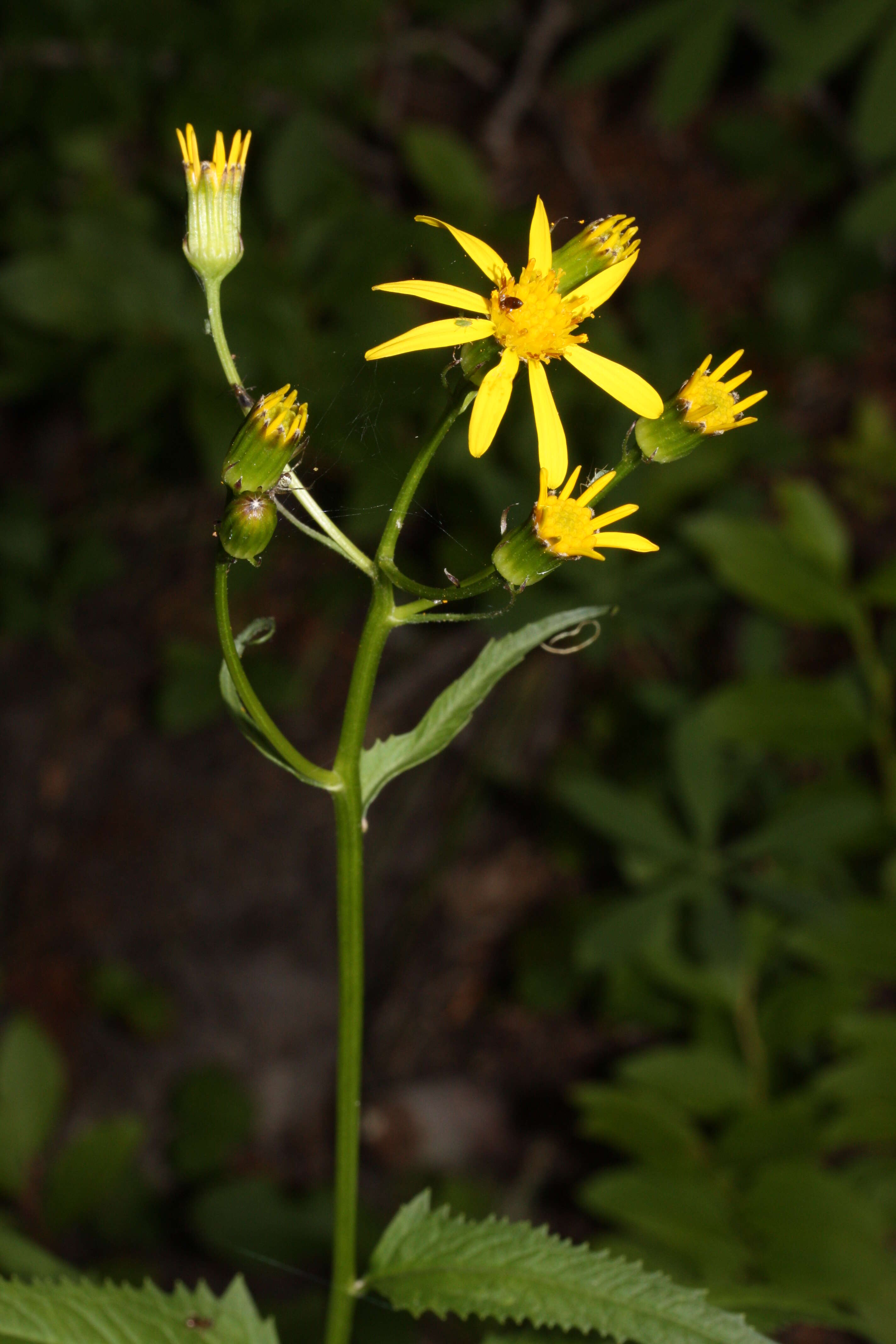 Imagem de Senecio triangularis Hook.