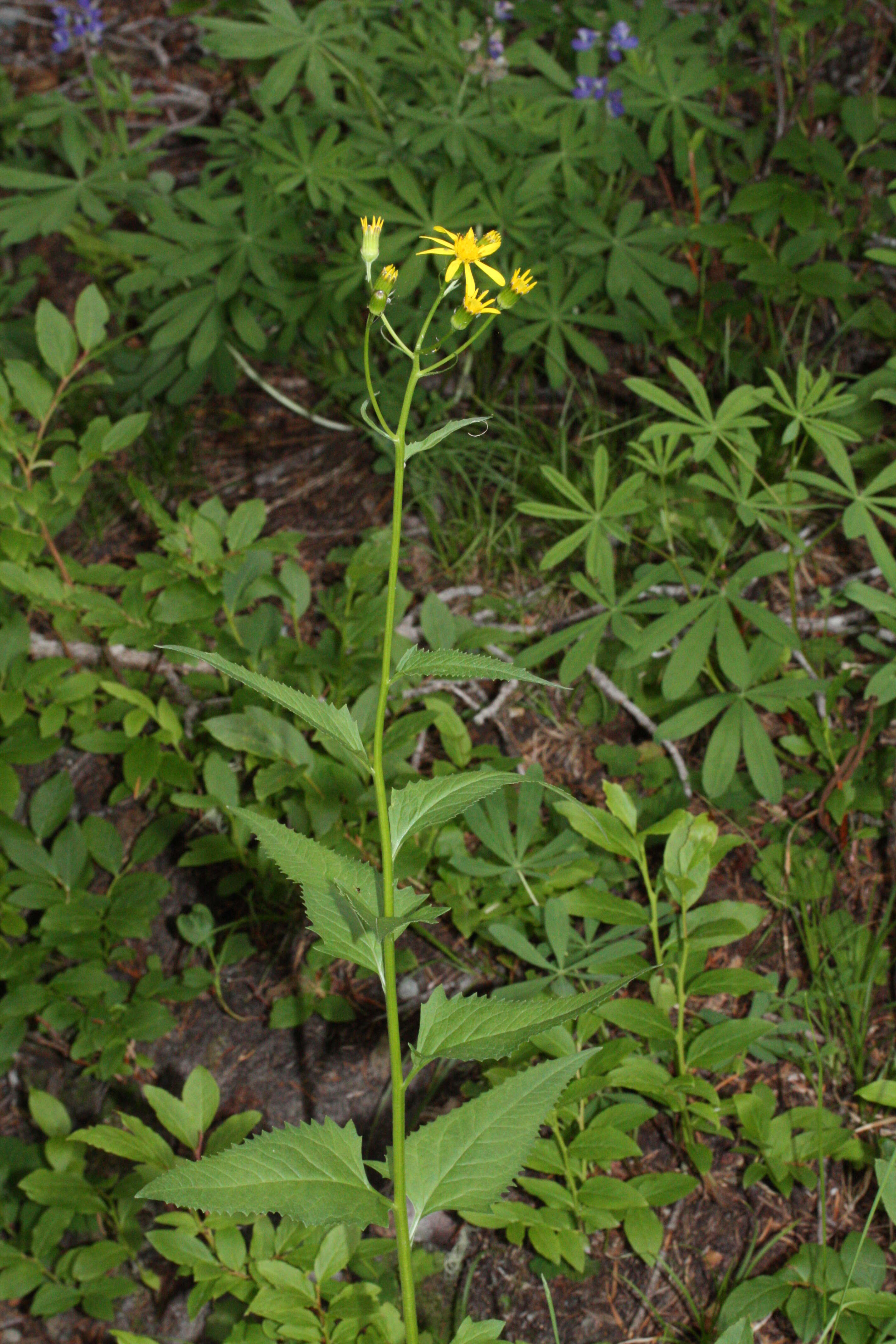 Imagem de Senecio triangularis Hook.