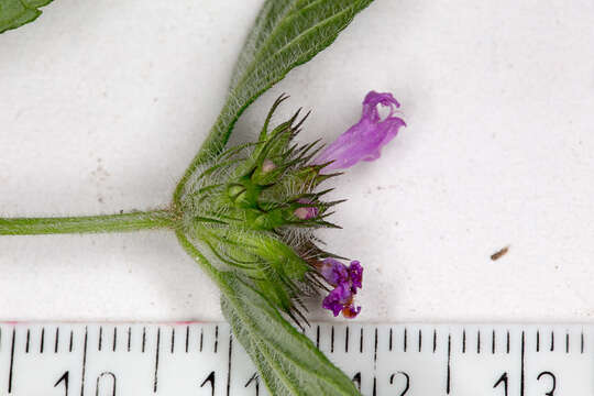 Image of wild basil