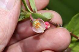 Image de Vaccinium ovalifolium Sm.