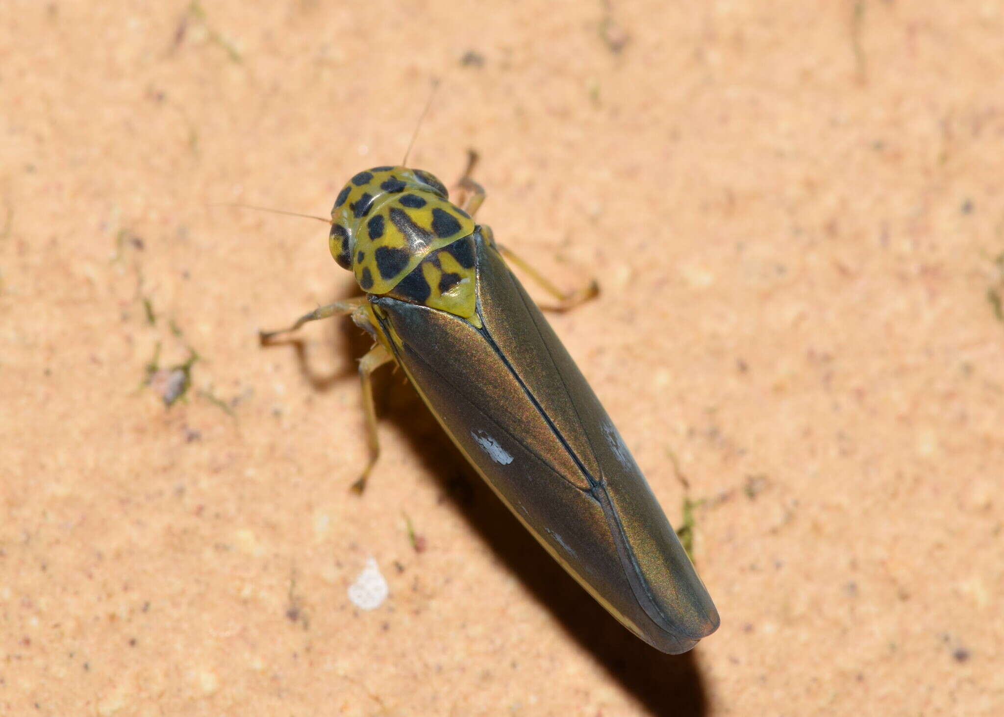 Image of Ishidaella tumida (Evans 1966)